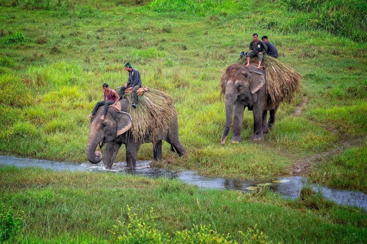 Two people riding an elephant through Chitwan National Park