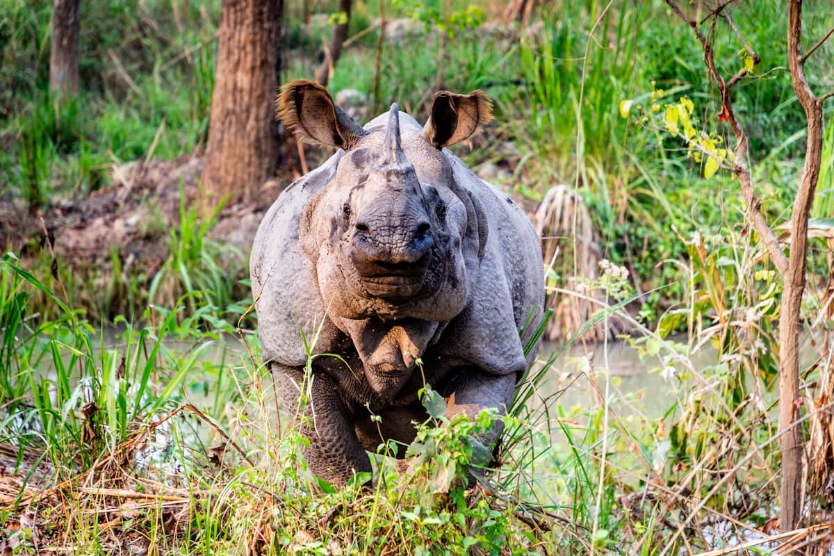 One-horned rhinoceros in Chitwan National Park